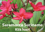 Saramacca Suriname
