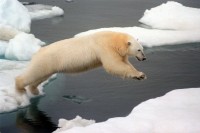 Arktisches Eis schmilzt schneller als erwartet